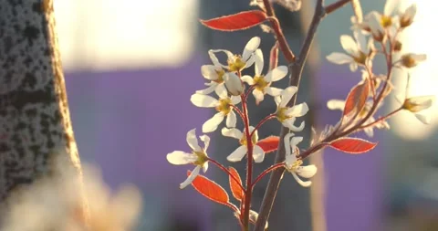 Wind Blows past Beautiful Red and White Bloom on a Branch / Atmospheric  Video stock 130239345