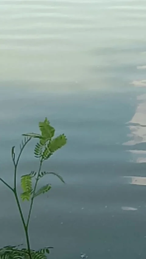 The wind blows on the plants over the lake water Stock Footage 224226331