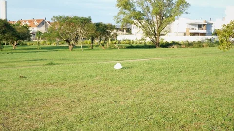 Wind Blows Plastic Bag Around Stock Footage 97230321