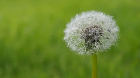 Wind blows on puff-ball Stock Footage 37307251