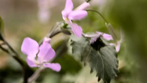 Wind blows on purple iris flowers Video stock 88078003