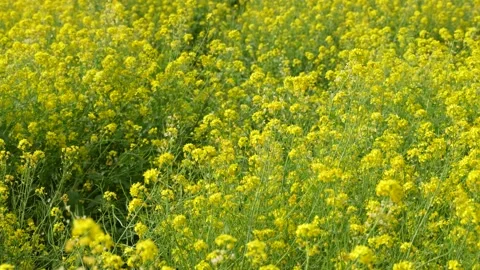 The wind blows the rapeseed field Stock Footage 190982239
