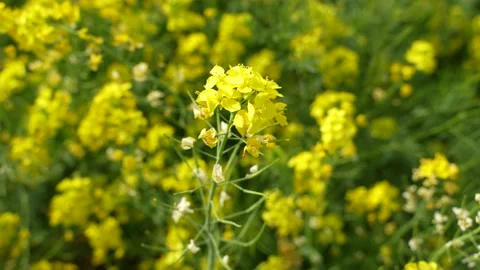 The wind blows the rapeseed field Stock Footage 190985573