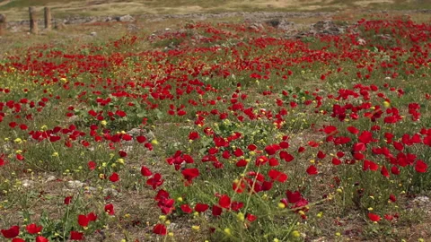 Wind blows red poppies on a field in summer in sunlight. Poppies Flower. Stock Footage 120106615