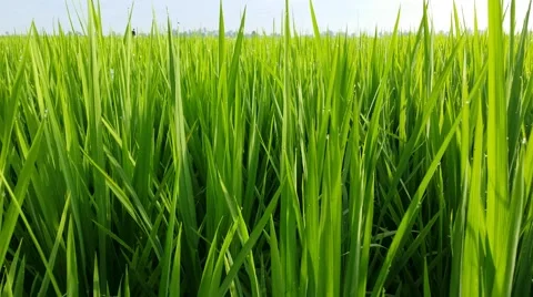 Wind Blows In The Rice Fields Stock Footage 58291908