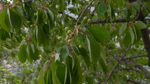 Wind Blows On A Ripe Green Cherry Hanging On A Tree Branch. Stock Footage 106859441