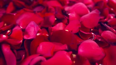 The wind blows off the rose petals. Stock Footage 87870717