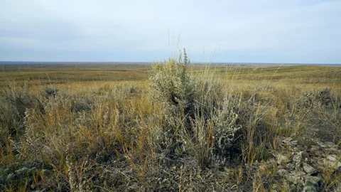 Wind blows sage brush and grass on top of rise on Montana prairie Video stock 121062271