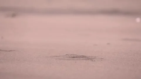 Wind blows sand. Man walking on sand. Legs. Close-up. Desert. Beach Stock Footage 299945635