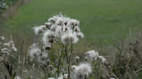 Wind blows the seeds of plants Stock Footage 27570403
