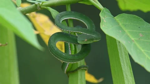 Wind blows shaking the plant while this Viper relaxes waiting for a prey Video stock 162010378