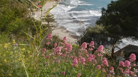 The wind blows shaking the vegetation on the heights dominating the bay 4218 Video stock 107398757