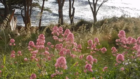 The wind blows shaking the vegetation on the heights dominating the bay 4230 Video stock 107398957