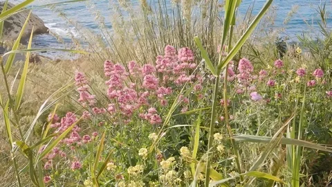 The wind blows shaking the vegetation on the heights dominating the bay 4242 Stock Footage 107399045