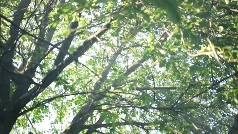 The wind blows smoke through the branches of trees Stock Footage 167279539