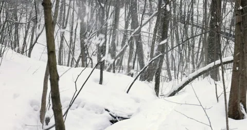 Wind blows snow from the branches of trees Stock Footage 235226748
