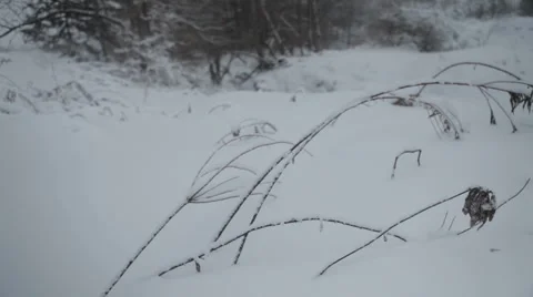 Wind blows snow-covered grass Stock Footage 1067108