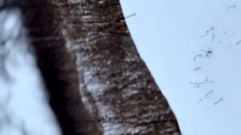 The wind blows snow on the plain in winter Video stock 260376024