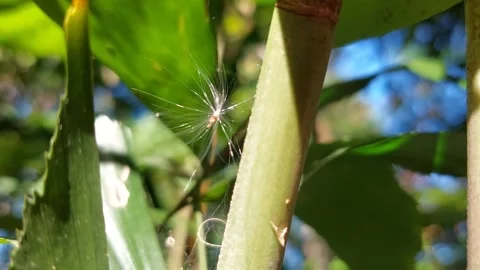 The wind blows so hard that the flower shake Stock Footage 257921479