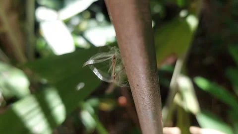 The wind blows so hard that the leaves shake. Stock Footage 257582824