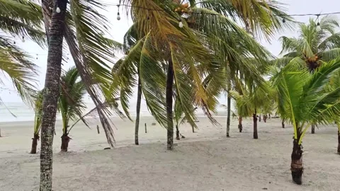 The wind blows strongly during the monsoon season Stock Footage 297596514