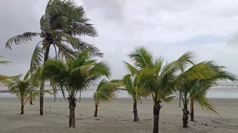 The wind blows strongly during the monsoon season Stock Footage 297596515