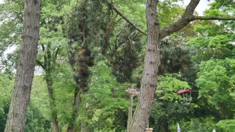 Wind blows strongly. An open seat gondola floats through the trees Stock Footage 139640984