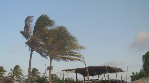 The wind blows strongly on palm trees of a typical beach of the north of Brazil Stock Footage 231540617