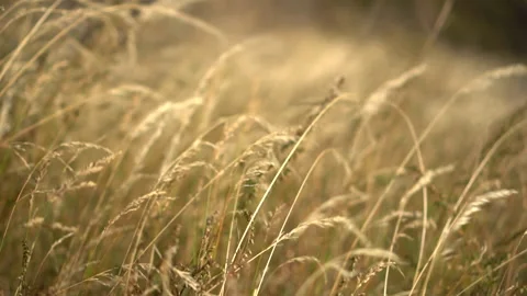 The wind blows strongly on yellow spikelets close-up. Slow motion. Stock Footage 140282428