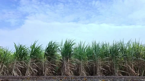 The wind blows the sugarcane trees back and forth Stock Footage 264724767