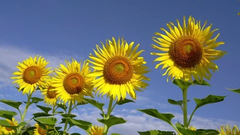 The wind blows the sunflower in the agricultural plot amid the blue sky. Stock Footage 105862539