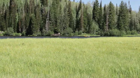 Wind blows tall grass in a meadow next to mountain lake, 4K Stock Footage 231541805