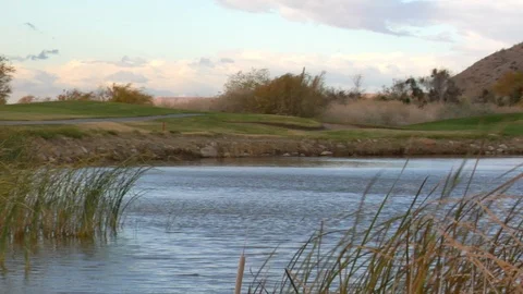 Wind blows tall pond grass at desert golf course A Stock Footage 125344893