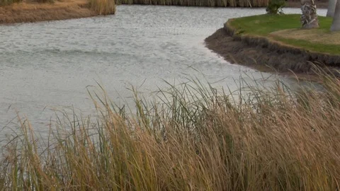 Wind blows tall pond grass at desert golf course B Video stock 125344923