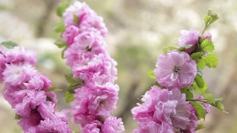 Wind blows thin almond tree branches with blooming flowers Stock Footage 129296207