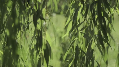 Wind blows through backlit willow branches at summer Stock Footage 136960358