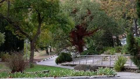 The wind blows through a beautiful park and rocking the trees and foliage Stock Footage 83715778