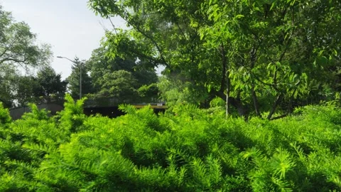 Wind blows through bright green trees and bushes with sun lens flare Stock Footage 242313727