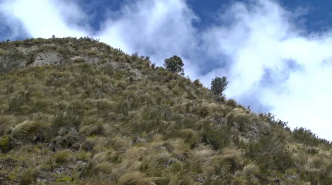 Wind Blows Through the Brush Stock-Footage 67818266