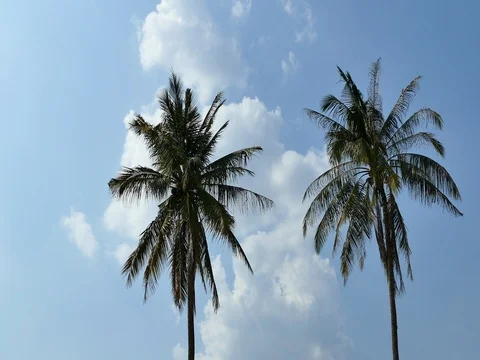 The wind blows through the coconut trees. Stockbeeldmateriaal 76756290