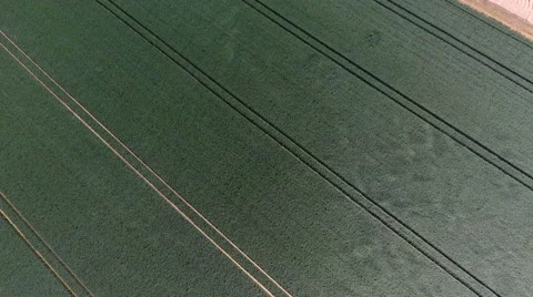 Wind blows through a corn field - aerial view Stock-Footage 64061940