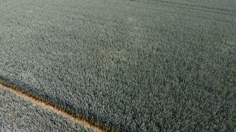 Wind blows through a corn field - aerial view Видео 64062553
