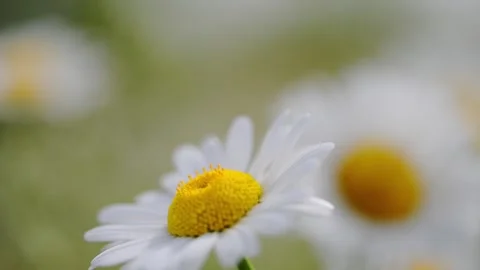 Wind blows through a daisy flower, showcasing spring s beauty in a field. Stock Footage 295364151