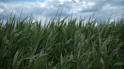 Wind blows through a dense green maize field beneath a cloudy sky. 4K. Stock Footage 342342327