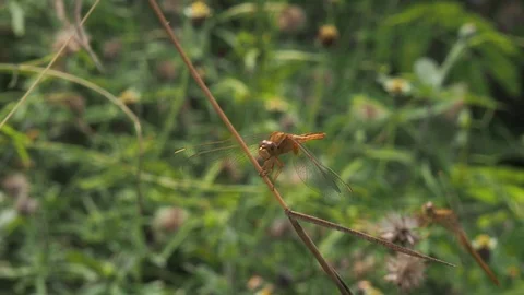 The wind blows through dragonflies perched on a branch with a green background i Stock Footage 125043905