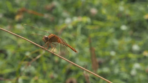 The wind blows through dragonfly perched on a branch with a green background in  Stock Footage 125043808