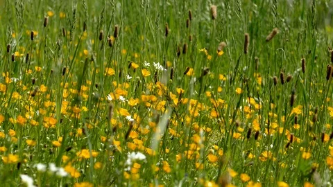Wind blows through a flower meadow with buttercups Stock Footage 94513027
