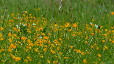 Wind blows through a flower meadow with buttercups Video stock 94513308