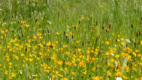 Wind blows through a flower meadow Video stock 94513332