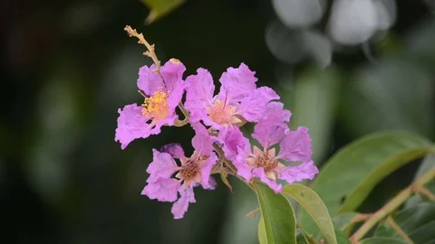 The wind blows through the flowers. Stockbeeldmateriaal 76945575